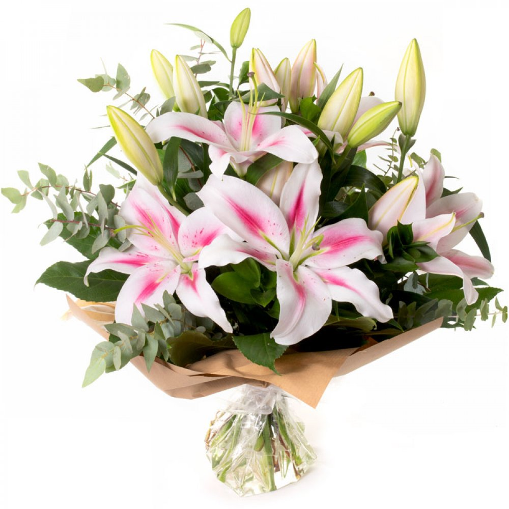 Lily
