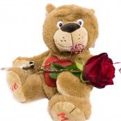 Single Red Rose with teddy